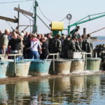 Třeboňský kapr: Ryba s rodokmenem a „evropským pasem“